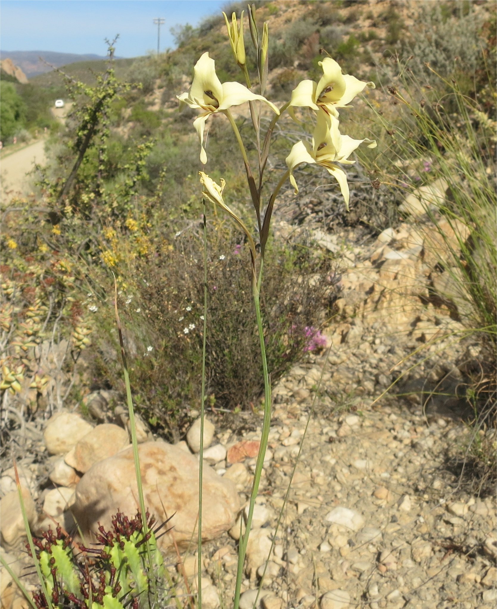Gladiolus leptosiphon